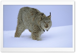 Stalking Canada Lynx Idaho Ultra HD Wallpaper for 4K UHD Widescreen desktop, tablet & smartphone