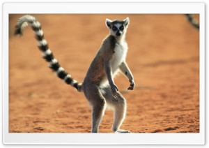 Standing Ring Tailed Lemur Berenty Reserve Madagascar Ultra HD Wallpaper for 4K UHD Widescreen desktop, tablet & smartphone