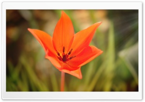 Star Like Tulip Ultra HD Wallpaper for 4K UHD Widescreen desktop, tablet & smartphone