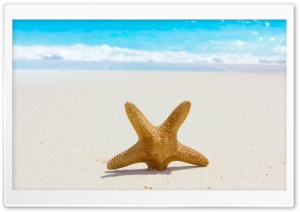 Starfish And Sand Ultra HD Wallpaper for 4K UHD Widescreen desktop, tablet & smartphone