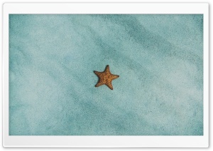 Starfish Ocean  Underwater Ultra HD Wallpaper for 4K UHD Widescreen desktop, tablet & smartphone