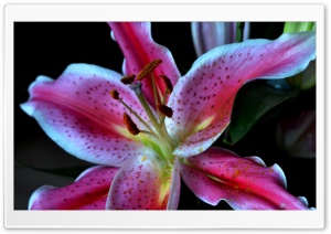 Stargazer Lily Ultra HD Wallpaper for 4K UHD Widescreen desktop, tablet & smartphone