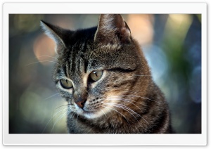 Staring Cat Ultra HD Wallpaper for 4K UHD Widescreen desktop, tablet & smartphone