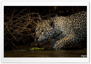 Stealth, Predator, Jaguar, Animal, Big Cat, Wildlife, Amazon Rainforest, Hunting 4K UHD Wallpaper for Widescreen and UltraWide Desktop, UltraHD TV, Smartphone, Tablet