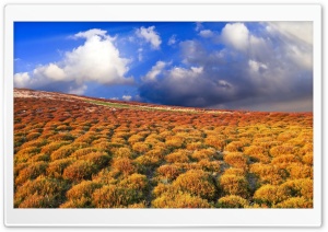 Steppe Vegetation Ultra HD Wallpaper for 4K UHD Widescreen desktop, tablet & smartphone