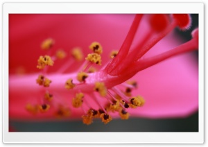 Stigma Ultra HD Wallpaper for 4K UHD Widescreen desktop, tablet & smartphone