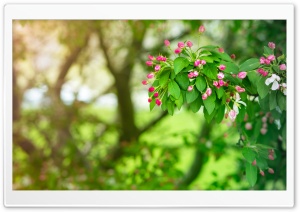 Still Spring Ultra HD Wallpaper for 4K UHD Widescreen desktop, tablet & smartphone