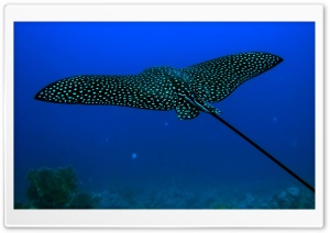 Stingray Fish Ultra HD Wallpaper for 4K UHD Widescreen desktop, tablet & smartphone