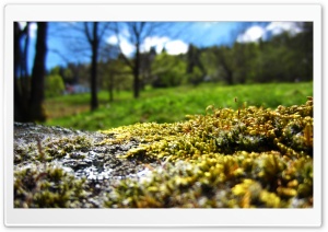 Stone With Moss Ultra HD Wallpaper for 4K UHD Widescreen Desktop, Lockscreen, Screensaver, TV, Tablet, Smartphone