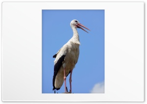 Stork Bird, portrait Ultra HD Wallpaper for 4K UHD Widescreen desktop, tablet & smartphone