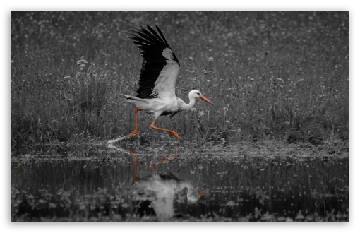 Stork TakeOff UltraHD Wallpaper for UHD 16:9 ; HD 16:9 ; UltraWide 21:9 24:10 ; Widescreen 16:10 5:3 ; Fullscreen 4:3 5:4 3:2 ; Tablet 1:1 ; Mobile 9:16 9:19.5 9:20 10:16 2:3 3:5 3:4 ;
