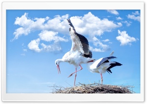 Storks Nest Ultra HD Wallpaper for 4K UHD Widescreen desktop, tablet & smartphone