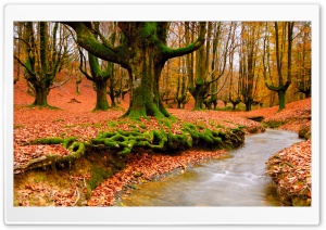 Strange Forest Autumn Ultra HD Wallpaper for 4K UHD Widescreen desktop, tablet & smartphone