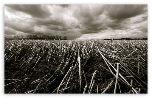 Straw Field UltraHD Wallpaper for HD 16:9 ; Widescreen 16:10 5:3 ; Fullscreen 4:3 5:4 3:2 ; Tablet 1:1 ; Mobile 3:5 3:4 ; Dual 16:10 5:3 ;