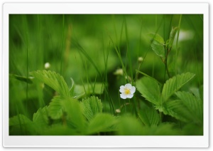 Strawberry Flower Plant Ultra HD Wallpaper for 4K UHD Widescreen desktop, tablet & smartphone