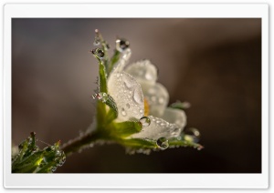 Strawberry Flower, Water Drops, Macro Ultra HD Wallpaper for 4K UHD Widescreen desktop, tablet & smartphone