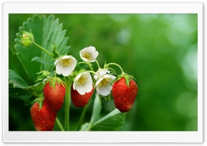 Strawberry Plant with Flowers and Fruits Ultra HD Wallpaper for 4K UHD Widescreen desktop, tablet & smartphone