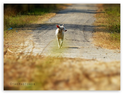 Stray dog in search of food UltraHD Wallpaper for Fullscreen 4:3 ;