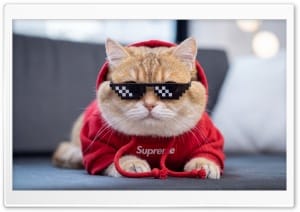 Streetwear Supreme Cat 4K UHD Wallpaper for Widescreen and UltraWide Desktop, UltraHD TV, Smartphone, Tablet