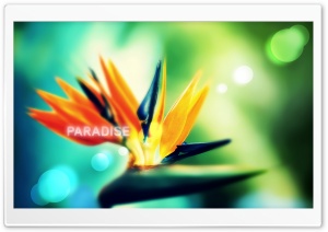Strelitzia Ultra HD Wallpaper for 4K UHD Widescreen desktop, tablet & smartphone