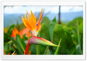 Strelitzia Reginae Flower - Thien dieu Ultra HD Wallpaper for 4K UHD Widescreen desktop, tablet & smartphone