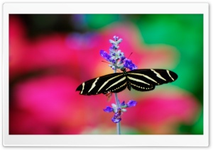 Striped Butterfly Ultra HD Wallpaper for 4K UHD Widescreen desktop, tablet & smartphone
