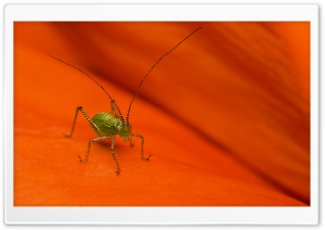 Striped Grasshopper Macro Ultra HD Wallpaper for 4K UHD Widescreen desktop, tablet & smartphone