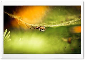 Striped Spider Ultra HD Wallpaper for 4K UHD Widescreen desktop, tablet & smartphone
