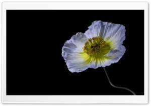 Studio Shot of White Poppy in Detail 4K UHD Wallpaper for Widescreen and UltraWide Desktop, UltraHD TV, Smartphone, Tablet