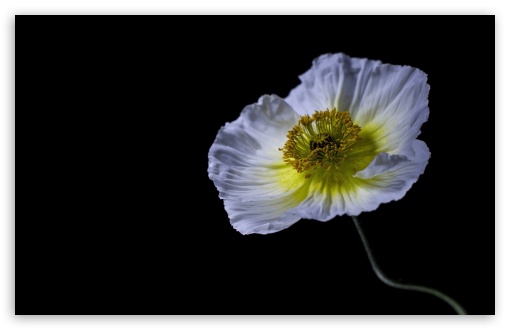 Studio Shot of White Poppy in Detail UltraHD Wallpaper for UHD 16:9 ; HD 16:9 ; UltraWide 21:9 24:10 ; Widescreen 16:10 5:3 ; Fullscreen 4:3 5:4 3:2 ; Tablet 1:1 ; Dual 4:3 5:4 ;