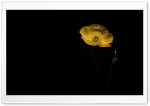Studio Shot of Yellow Poppy on Black Canvas 4K UHD Wallpaper for Widescreen and UltraWide Desktop, UltraHD TV, Smartphone, Tablet