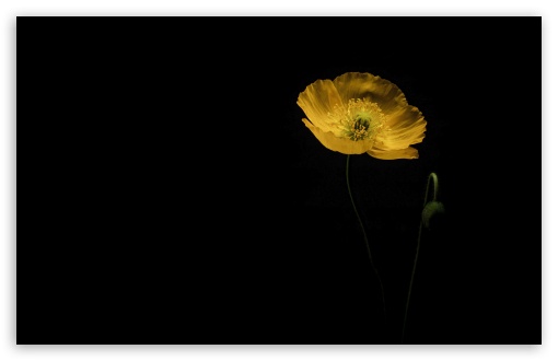 Studio Shot of Yellow Poppy on Black Canvas 4K UHD Wallpaper for Widescreen and UltraWide Desktop, UltraHD TV, Smartphone, Tablet Studio Shot of Yellow Poppy on Black Canvas UltraHD Wallpaper for UHD 16:9 ; HD 16:9 ; UltraWide 21:9 24:10 32:9 32:10 ; Widescreen 16:10 5:3 ; Fullscreen 4:3 5:4 3:2 ; Tablet 1:1 ; Mobile 9:16 9:19.5 9:20 9:21 9:22 10:16 2:3 3:5 3:4 ; Dual 16:10 5:3 16:9 4:3 5:4 3:2 ; Triple 16:10 5:3 16:9 4:3 5:4 3:2 ;