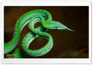Stunning Green Vine Snake, Ahaetulla Prasina Macro Ultra HD Wallpaper for 4K UHD Widescreen desktop, tablet & smartphone