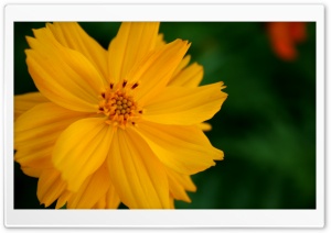Sulfur Cosmos Flower Ultra HD Wallpaper for 4K UHD Widescreen desktop, tablet & smartphone