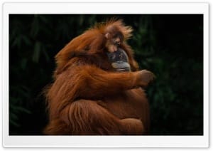 Sumatran Orangutan Endangered Species in Tropical Forests 4K UHD Wallpaper for Widescreen and UltraWide Desktop, UltraHD TV, Smartphone, Tablet