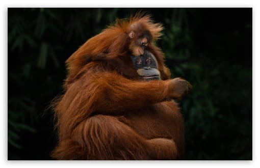 Sumatran Orangutan Endangered Species in Tropical Forests UltraHD Wallpaper for UHD 16:9 ; HD 16:9 ; UltraWide 21:9 24:10 ; Widescreen 16:10 ; Tablet 1:1 ; Mobile 9:16 9:19.5 9:20 9:21 9:22 ;