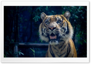 Sumatran Tiger Ultra HD Wallpaper for 4K UHD Widescreen desktop, tablet & smartphone