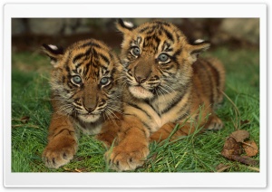 Sumatran Tiger Cubs Ultra HD Wallpaper for 4K UHD Widescreen desktop, tablet & smartphone