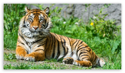 Sumatran Tigress UltraHD Wallpaper for HD 16:9 ;