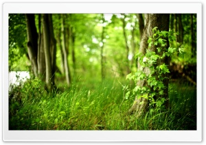 green nature hd wallpaper widescreen