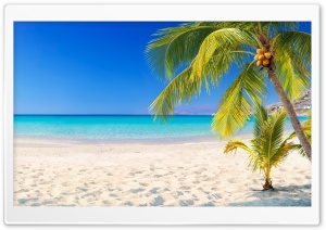 Summer, Beach, Palm Trees, Turquoise Sea 4K UHD Wallpaper for Widescreen and UltraWide Desktop, UltraHD TV, Smartphone, Tablet