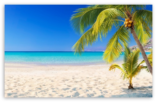 Summer, Beach, Palm Trees, Turquoise Sea UltraHD Wallpaper for HD 16:9 ; UltraWide 21:9 24:10 ; Widescreen 16:10 5:3 ; Fullscreen 4:3 5:4 3:2 ; Tablet 1:1 ; Mobile 9:16 9:19.5 9:20 10:16 2:3 3:5 3:4 ;