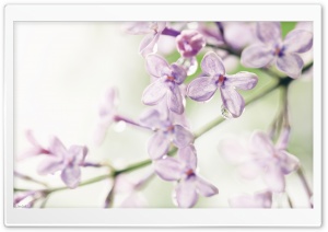 Summer Come Ultra HD Wallpaper for 4K UHD Widescreen desktop, tablet & smartphone