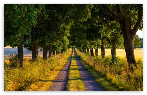 country road summer wallpaper