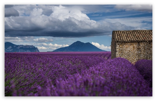 Summer Countryside Field UltraHD Wallpaper for UHD 16:9 ; HD 16:9 ; UltraWide 21:9 24:10 ; Widescreen 16:10 5:3 ; Fullscreen 4:3 5:4 3:2 ; Tablet 1:1 ; Dual 4:3 5:4 ;