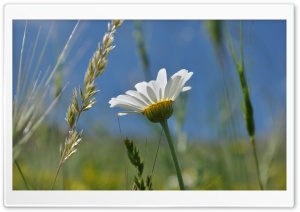 Summer Daisy Ultra HD Wallpaper for 4K UHD Widescreen desktop, tablet & smartphone