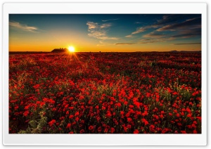 Summer, Field, Flowers Ultra HD Wallpaper for 4K UHD Widescreen desktop, tablet & smartphone