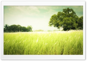 Summer Field Grass Ultra HD Wallpaper for 4K UHD Widescreen desktop, tablet & smartphone