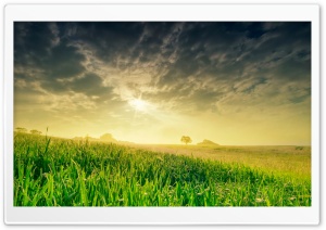 Summer Field In The Morning Ultra HD Wallpaper for 4K UHD Widescreen desktop, tablet & smartphone