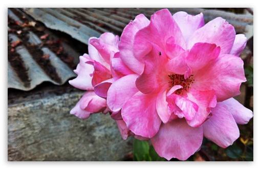 Summer Flowers UltraHD Wallpaper for Widescreen 16:10 ;